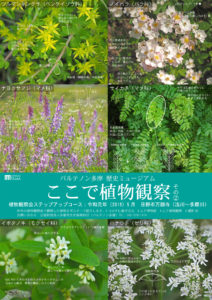 植物観察会ステップアップコース:2019年5月/日野市万願寺