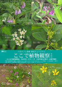 みんなの植物観察会:2019年5月/川崎市麻生区黒川~多摩市諏訪