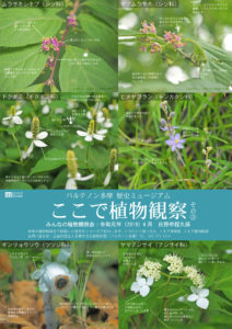  みんなの植物観察会：2019年6月／日野市程久保 