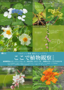 植物観察会ステップアップコース:2019年6月/多摩市中沢~八王子市松が谷